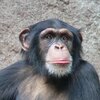 640px-Chimpanzee-Head.jpg