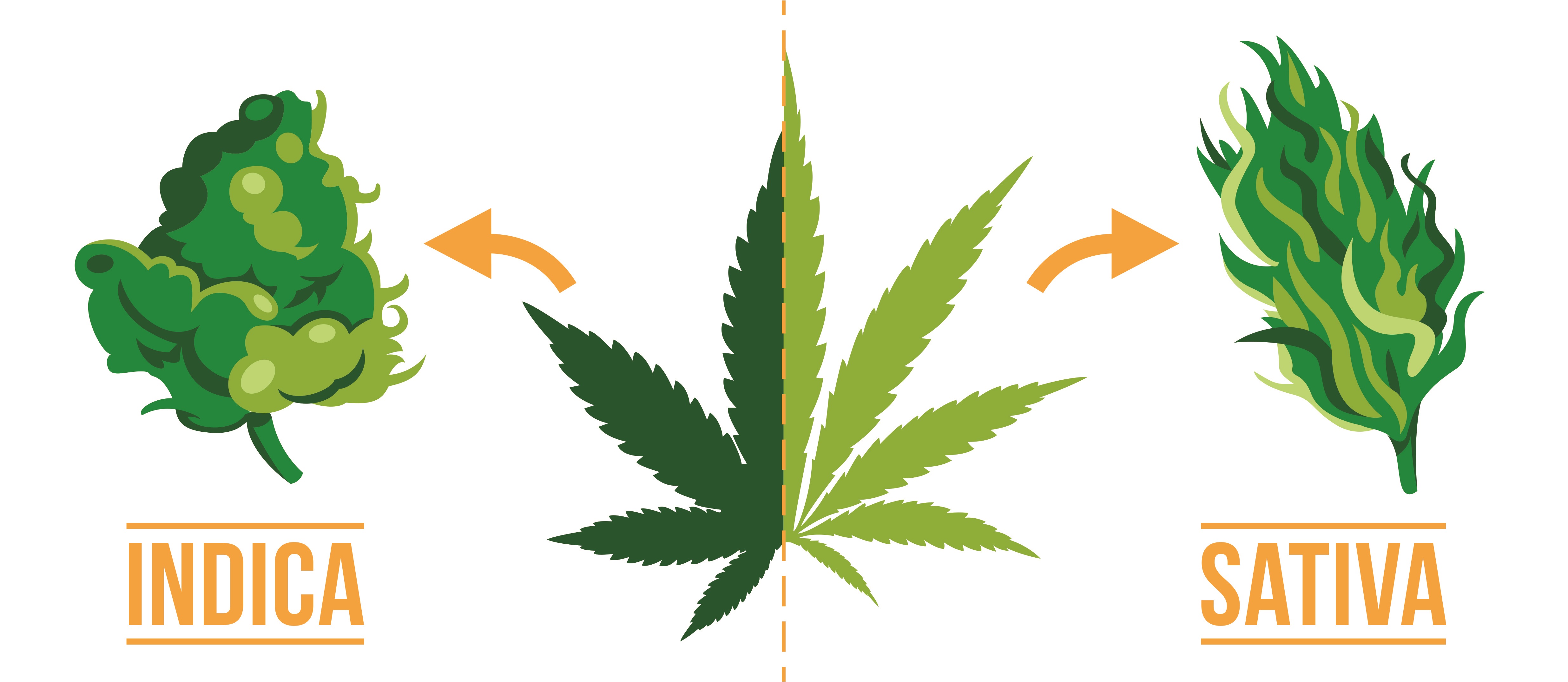 Difference-entre-Indica-et-Sativa-apparence-physique.jpg